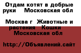 Отдам котят в добрые руки. - Московская обл., Москва г. Животные и растения » Кошки   . Московская обл.